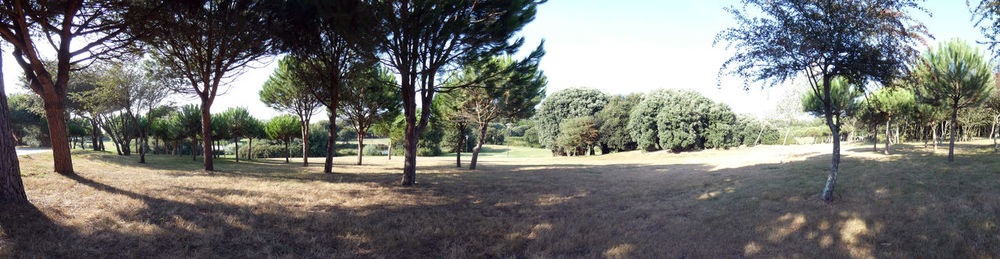 Trees on field against sky