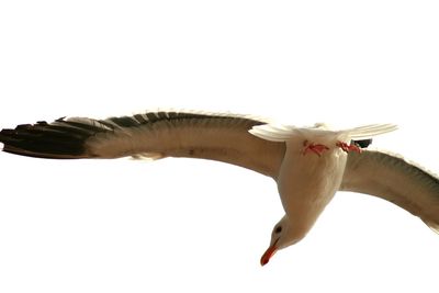 Low angle view of seagull flying