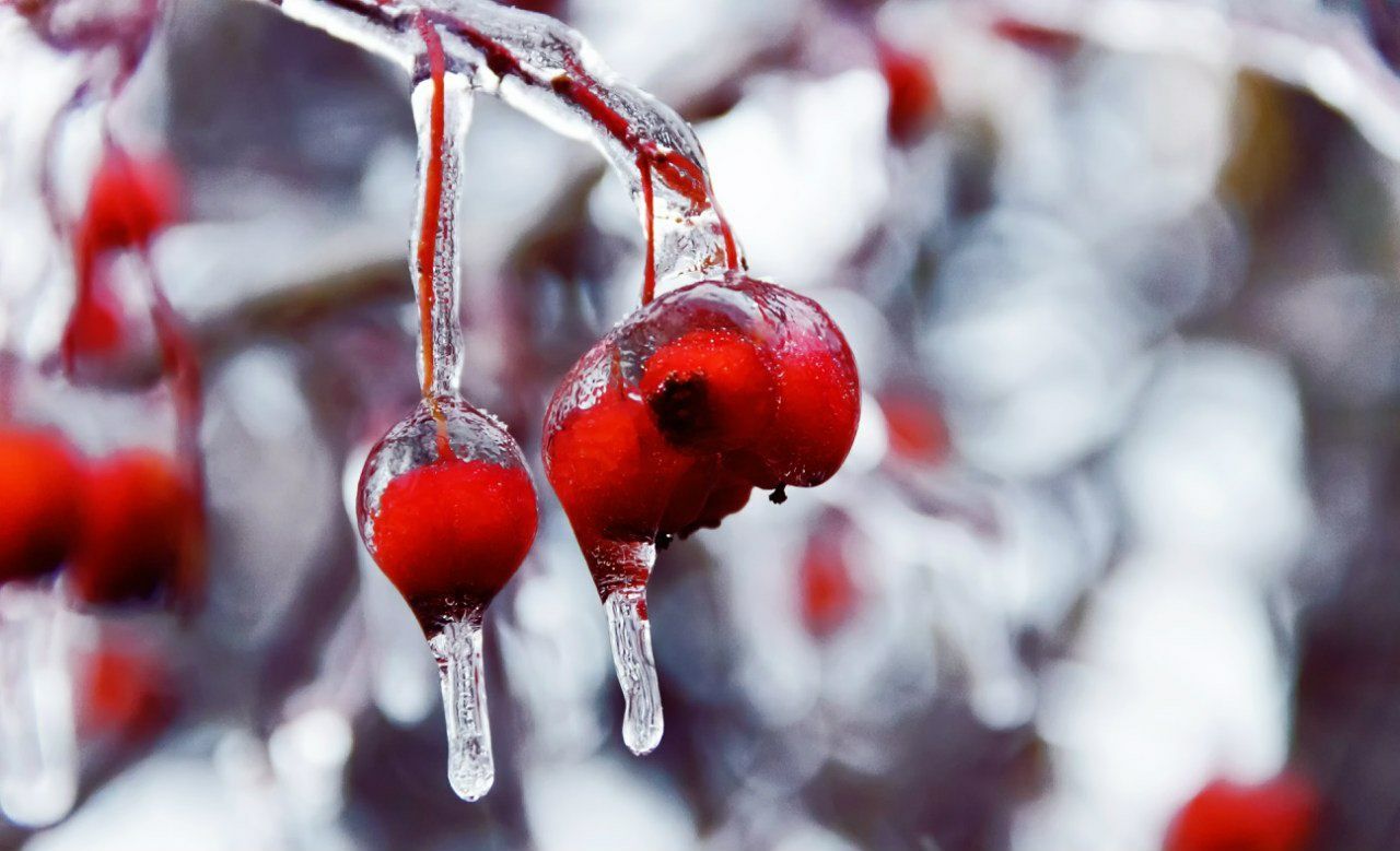 red, focus on foreground, hanging, close-up, christmas, selective focus, fruit, christmas decoration, no people, day, tradition, indoors, christmas tree, decoration, animal themes, christmas ornament, celebration, branch, berry fruit