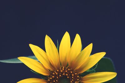 Close-up of yellow flower against black background