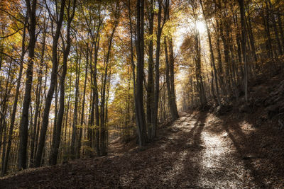 Trees in forest in autumn season