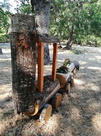 View of tree trunk