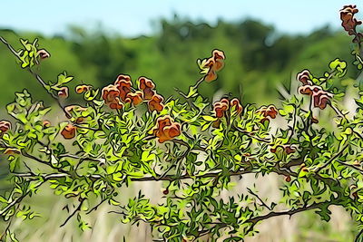 Close-up of plants against sky