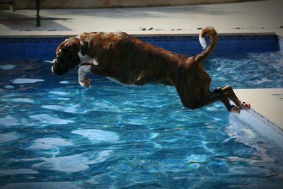 Boxer jumping over swimming pool