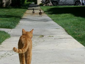 Dog following ducks