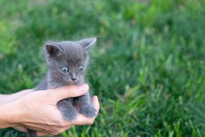 Gray kitten one month old in hands. cat and green lawn outside. copy space