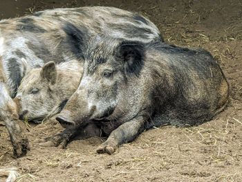 High angle view of animal lying on field