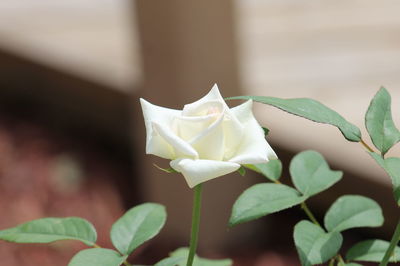 Close-up of white rose