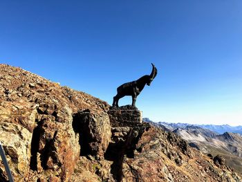 View of a dog on rock