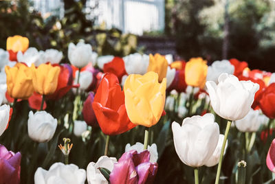 Close-up of tulips blooming outdoors