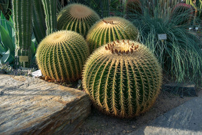 Close-up of succulent plant on field