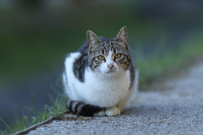 Close-up portrait of cat