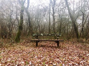 View of trees in park