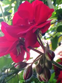 Close-up of red flower