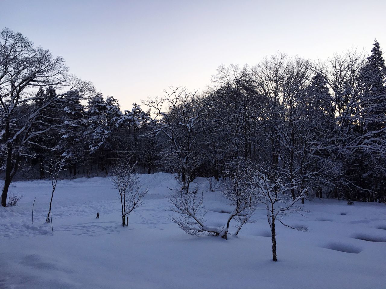 tree, winter, snow, cold temperature, clear sky, tranquility, tranquil scene, season, bare tree, beauty in nature, nature, scenics, weather, landscape, branch, frozen, field, copy space, covering, growth