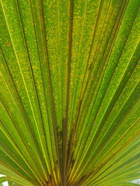 Close-up of palm leaf