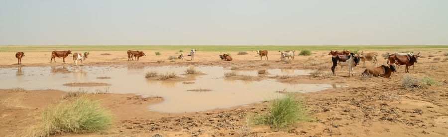 Panoramic image of cows by pond against sky