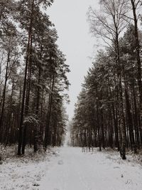 Trees in forest during winter