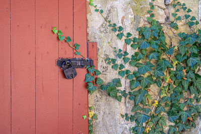 Close-up of ivy on wall