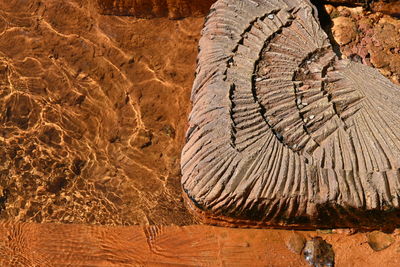 Close-up of tree trunk