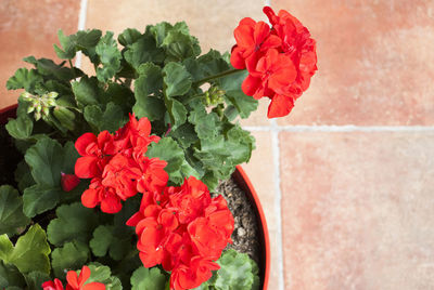 High angle view of red flower pot on potted plant