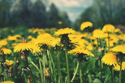 Close-up of fresh yellow flowers blooming in field