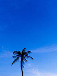 Low angle view of coconut palm tree against blue sky