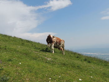 Dog on field against sky