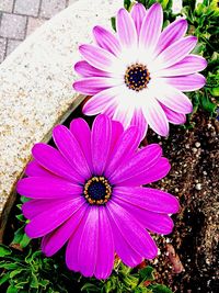 Close-up of purple coneflower blooming outdoors