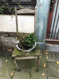 High angle view of potted plants in old building