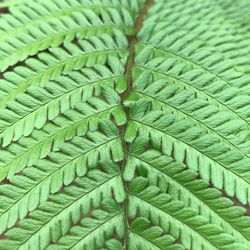 Full frame shot of fern leaf