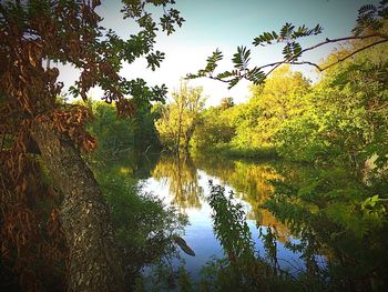 Reflection of trees in lake