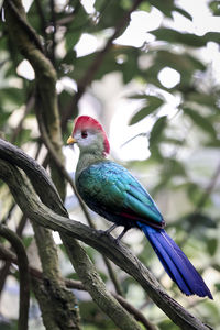 Close-up of bird perching on branch