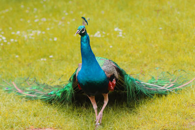 Peacock in a field