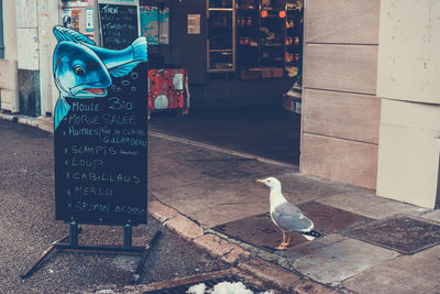 View of birds perching on sidewalk