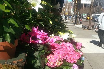 Pink flowers blooming in park