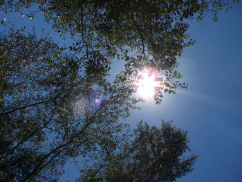 Low angle view of sunlight streaming through tree