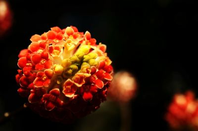Close-up of red flower