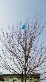 Bare tree against sky
