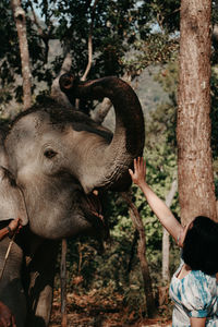 Full length of elephant in park