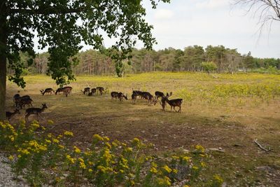 Horses in park against sky