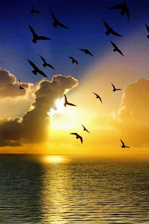 bird, flying, animal themes, animals in the wild, sunset, wildlife, sea, water, sky, horizon over water, scenics, silhouette, beauty in nature, spread wings, tranquil scene, mid-air, nature, cloud - sky, flock of birds