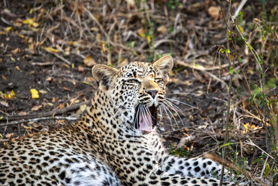 A leopard resting