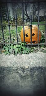 Close-up of pumpkin on a field