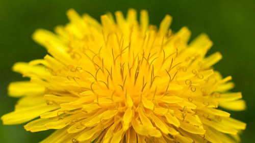 Close-up of yellow flower blooming outdoors