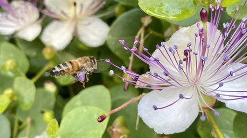 Close-up of insect on purple flower