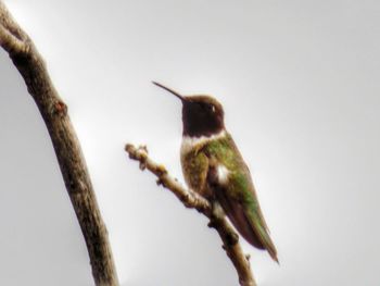 Low angle view of birds perching on tree