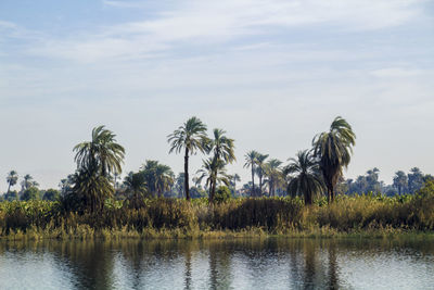 Palm trees by lake