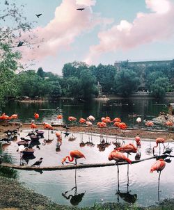 Flock of swans on lake against sky