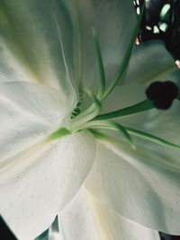 Full frame shot of flower